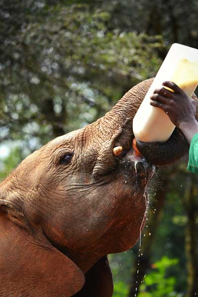 elephant milking sneha cecil jQD2CKk_EHM unsplash