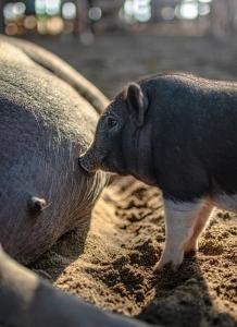 Photo by <a href="https://unsplash.com/@starkie_pics?utm_content=creditCopyText&utm_medium=referral&utm_source=unsplash">Michael Starkie</a> on <a href="https://unsplash.com/photos/a-couple-of-animals-that-are-standing-in-the-dirt-6xBWNIzOZ5Y?utm_content=creditCopyText&utm_medium=referral&utm_source=unsplash">Unsplash</a>       